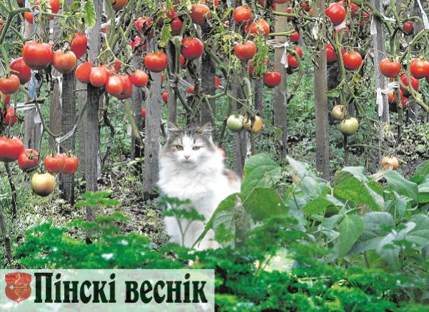 Сентябрь закончился, а осень не спешит