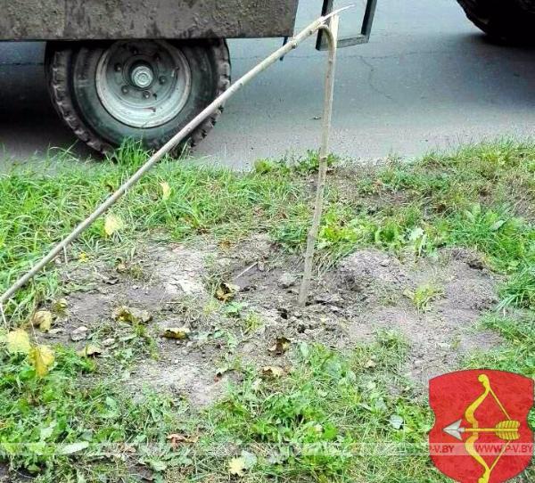 В Пинске снова сломали саженцы лип В Пинске снова сломали саженцы лип