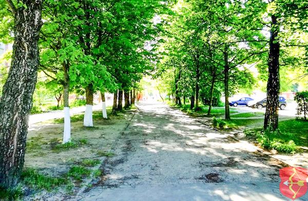 Осенью на улице Брестской высадят еще 64 объекта растительного мира