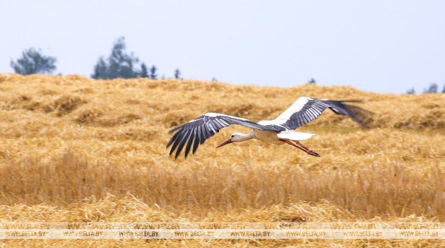 Столинский район первым в Брестской области завершил уборку зерновых