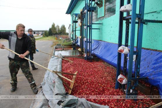 В ОАО «Полесские журавины» - самый разгар сезона уборки
