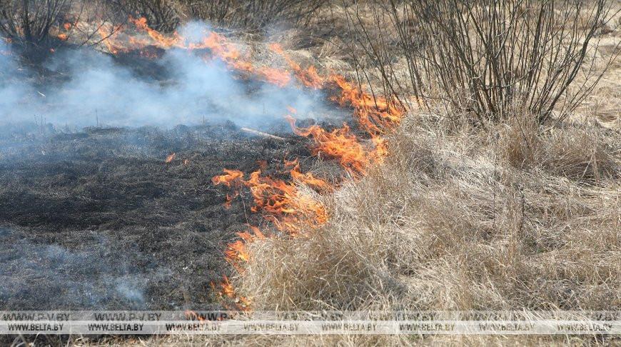В Беларуси за сутки ликвидированы 50 пожаров травы и кустарников