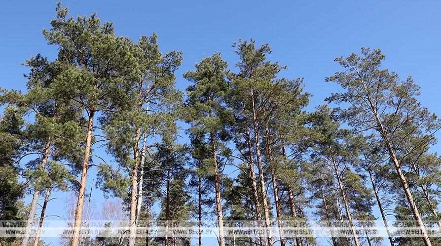 Ограничения на посещение лесов введены в 10 районах Брестской области