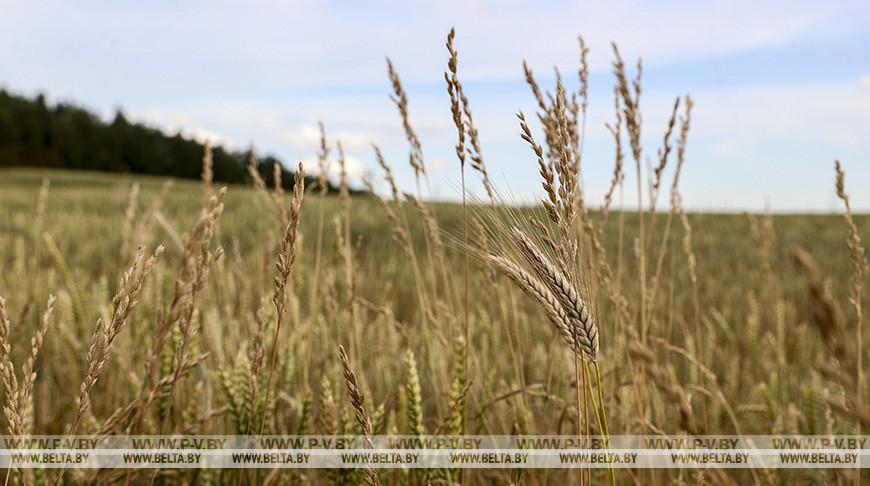 Украинские военные начали поджигать поля с пшеницей на границе с Херсонской областью
