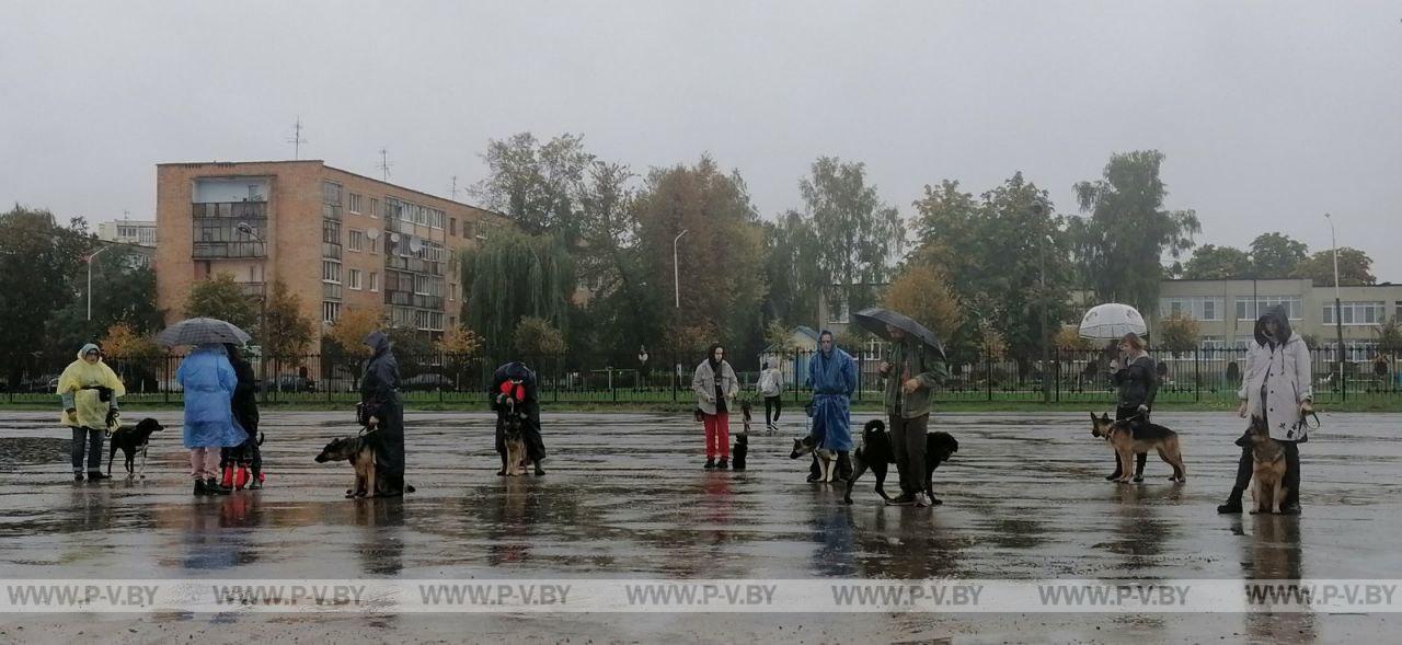 Сегодня, 2 октября, в Пинске проходит "кинологическое троеборье"