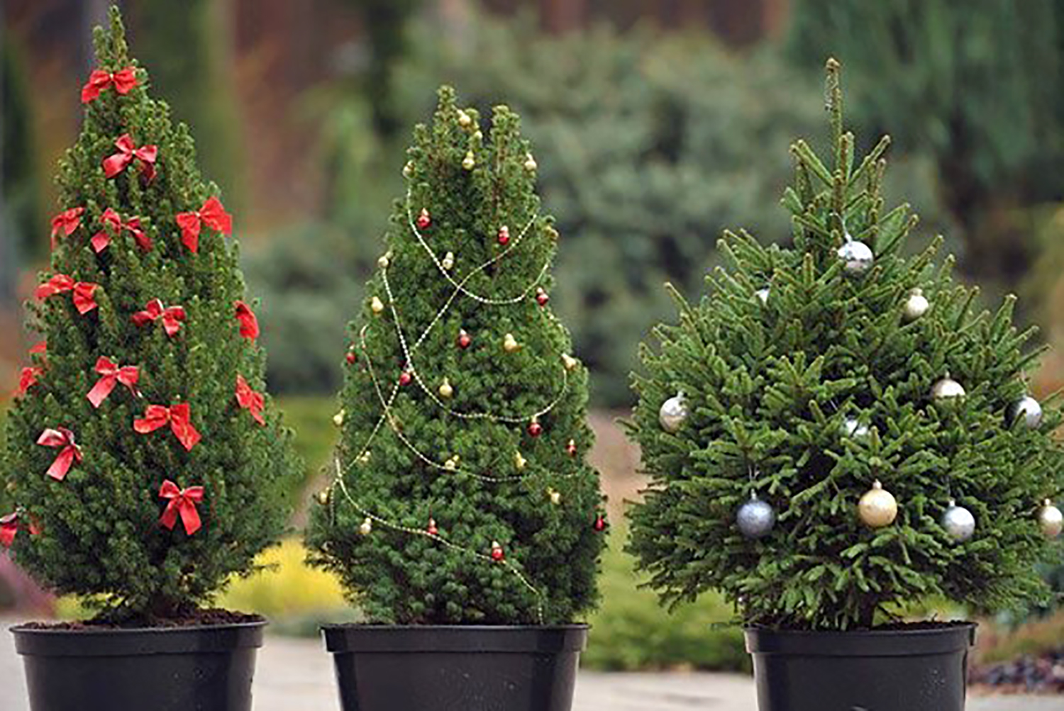 Сохраните символ праздника – купите новогоднее дерево в кадке