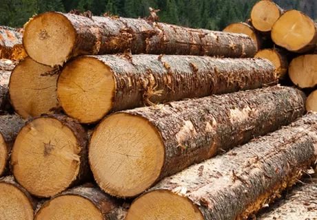 Александр ГЕТМАН: «Чтобы купить древесину по льготной цене, нужно обратиться в лесхоз»