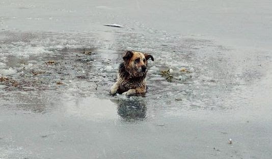 Спасатели боролись за жизнь собаки, которая провалилась под лёд