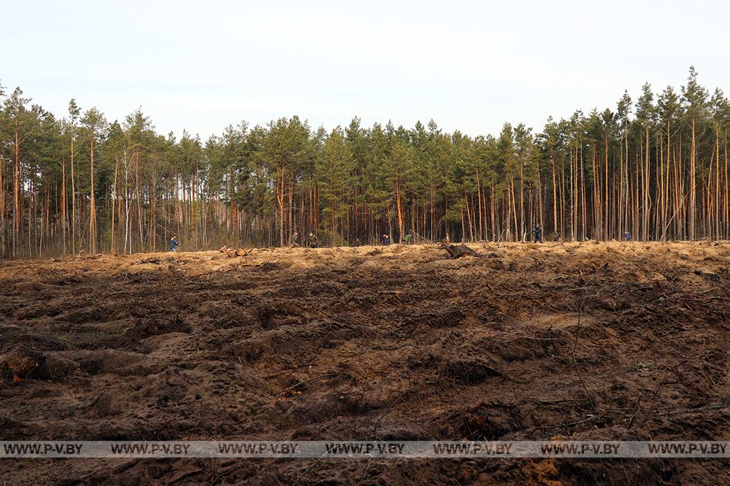 Лес, расти до небес: в Пинском районе высадили саженцы сосны и берёзы