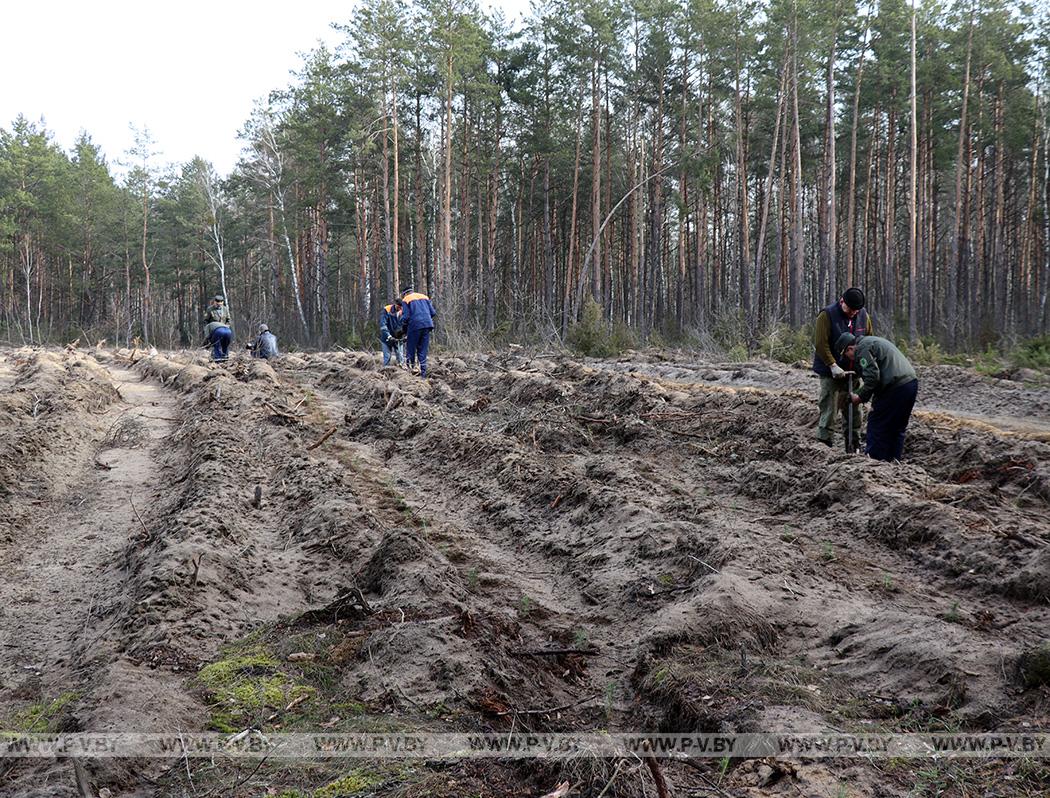 Лес, расти до небес: в Пинском районе высадили саженцы сосны и берёзы