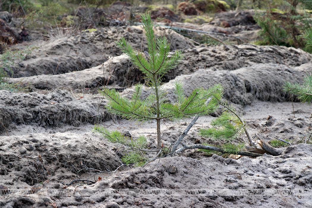С 1 по 8 апреля в Пинском лесхозе пройдет добровольная акция «Неделя леса-2023»