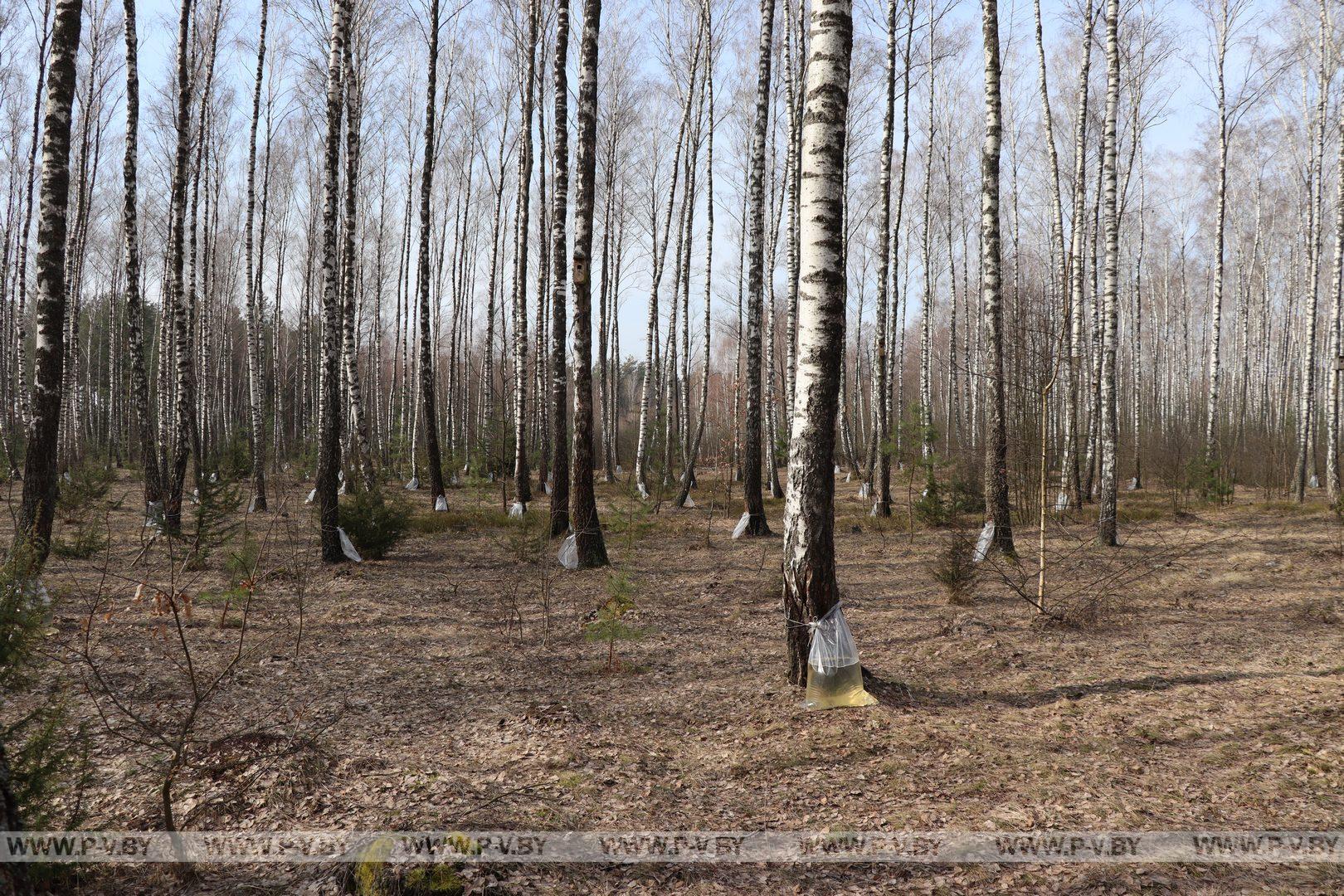 В лесничествах Пинского лесхоза начали заготовку берёзового сока В лесничествах Пинского лесхоза начали заготовку берёзового сока