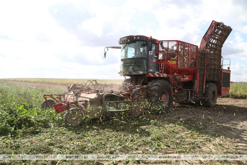 В Беларуси накопано более 125 тыс. тонн сахарной свеклы