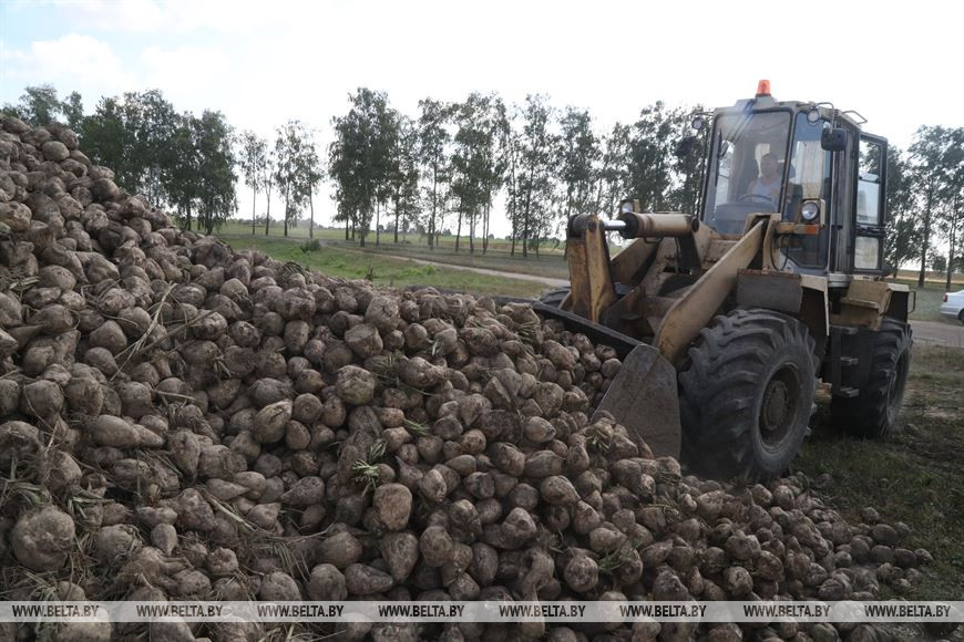 В Беларуси накопано более 125 тыс. тонн сахарной свеклы