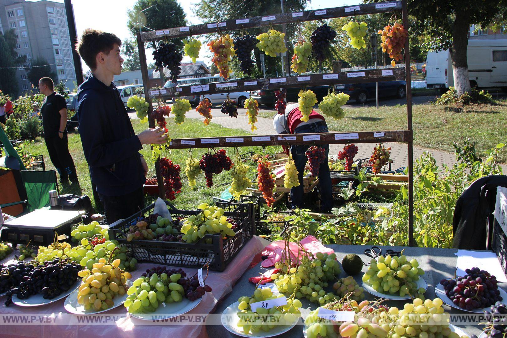 В Пинске собрались умелые любители-земледельцы и виноградари
