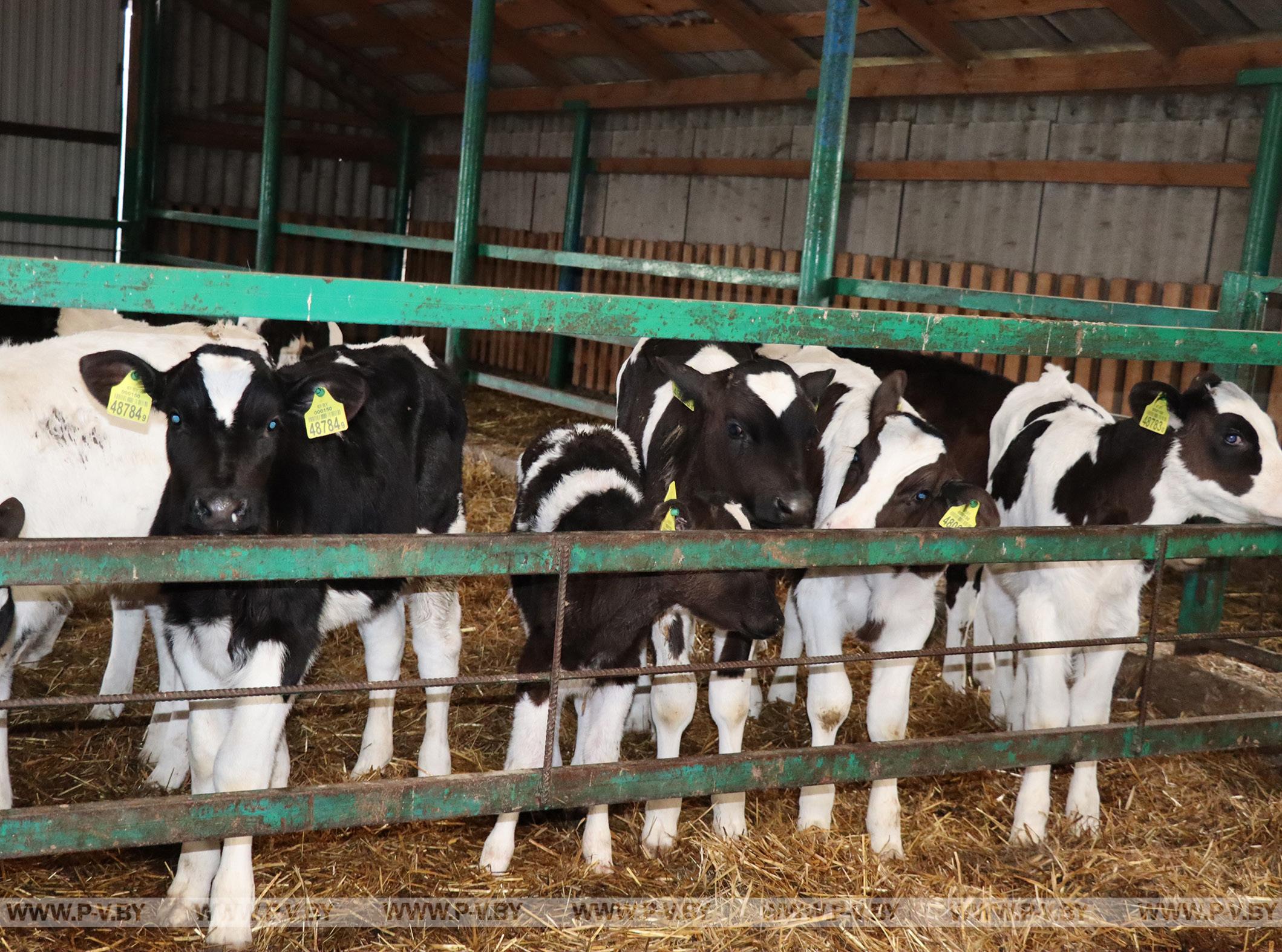 На Брестчине обеспечена положительная динамика по основным производственным показателям в молочном скотоводстве