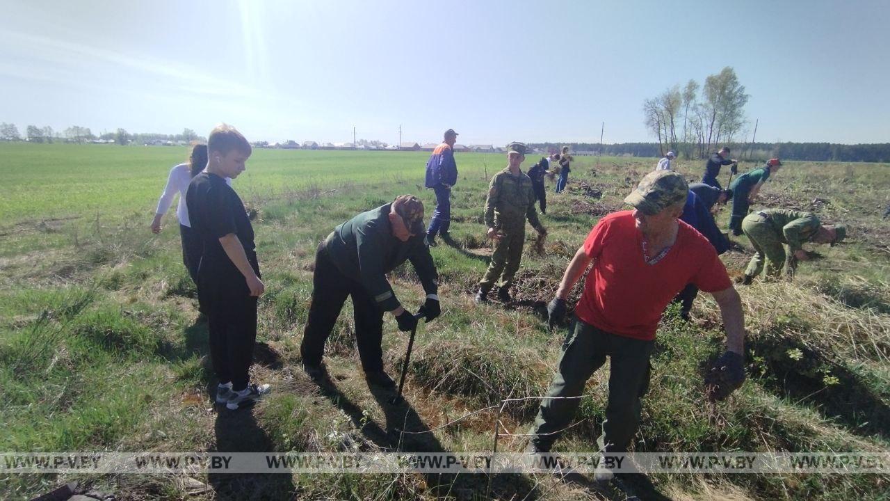 Молодежь г. Пинска и Пинского района единодушно приняли участие в благотворительной акции "Аднавiм лясы разам"