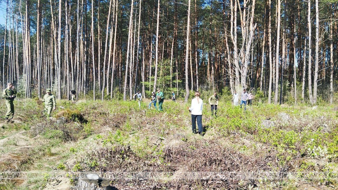 Молодежь г. Пинска и Пинского района единодушно приняли участие в благотворительной акции "Аднавiм лясы разам"