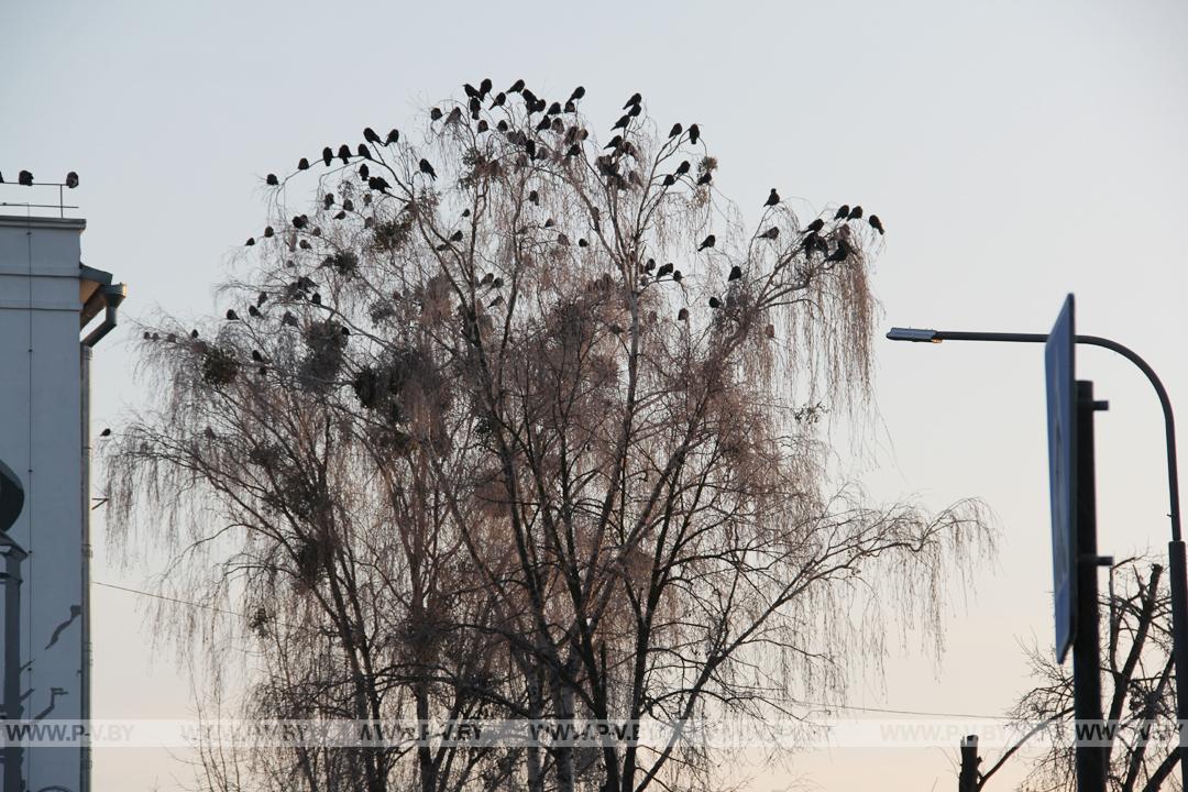 Иней в городе П.