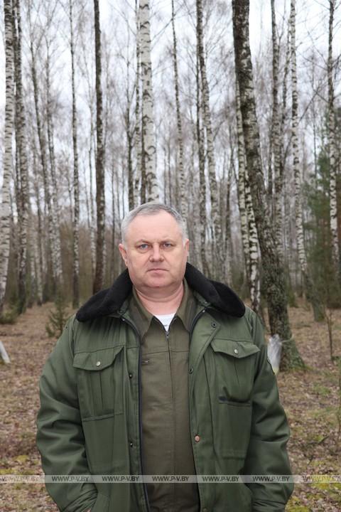 Время заготовки берёзового сока в разгаре