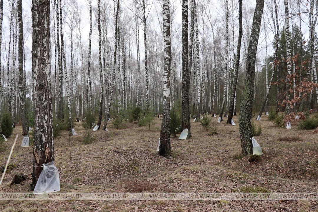 Время заготовки берёзового сока в разгаре