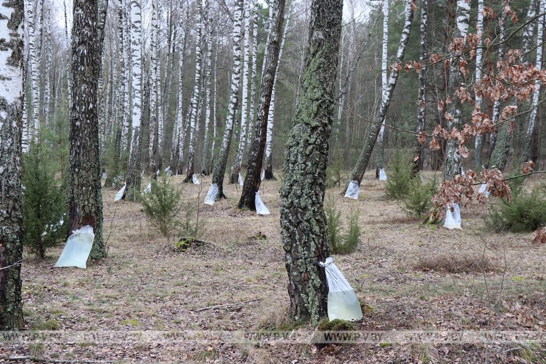 Время заготовки берёзового сока в разгаре