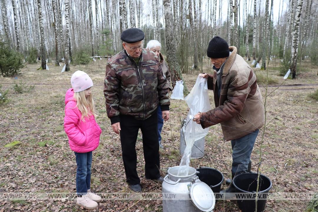 Время заготовки берёзового сока в разгаре