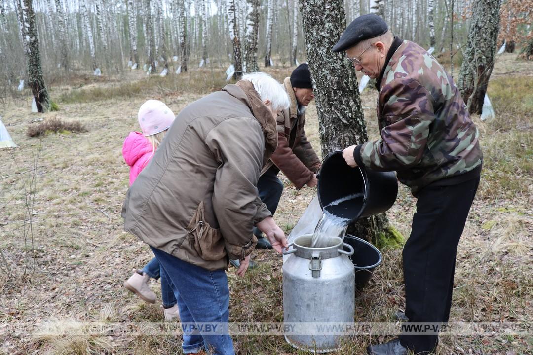 Время заготовки берёзового сока в разгаре