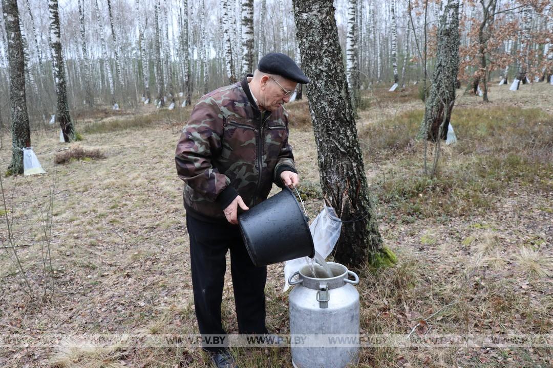 Время заготовки берёзового сока в разгаре