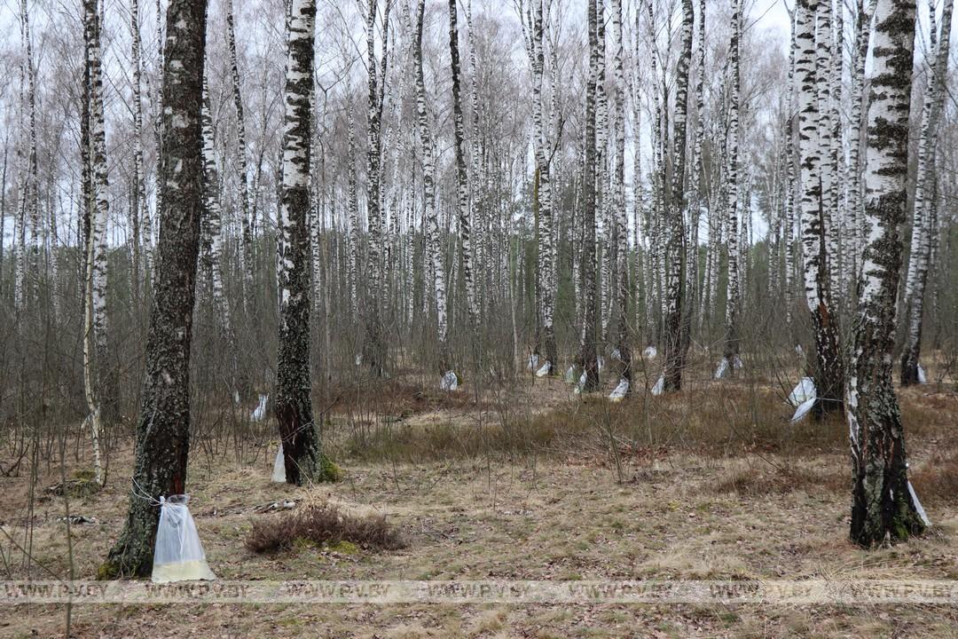 Время заготовки берёзового сока в разгаре