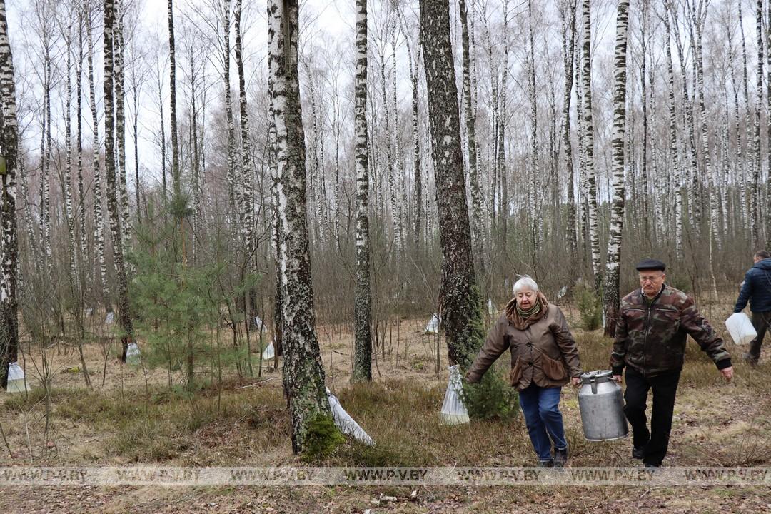 Время заготовки берёзового сока в разгаре