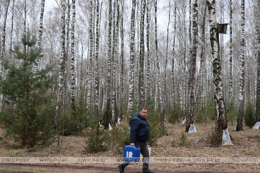 Время заготовки берёзового сока в разгаре