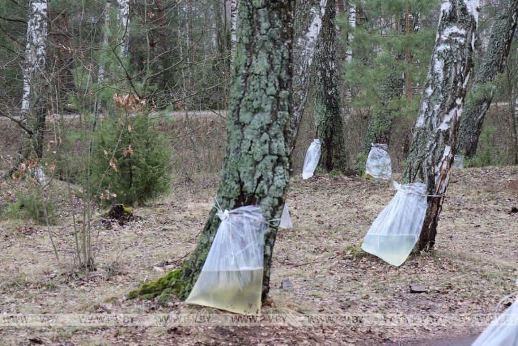 Время заготовки берёзового сока в разгаре Время заготовки берёзового сока в разгаре