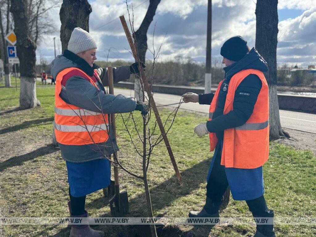 В Пинске очень мало обычных деревьев?! В Пинске очень мало обычных деревьев?!