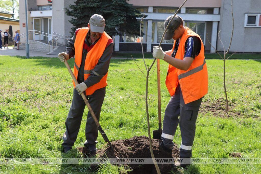Реликтовые деревья уже растут в нашем городе Реликтовые деревья уже растут в нашем городе