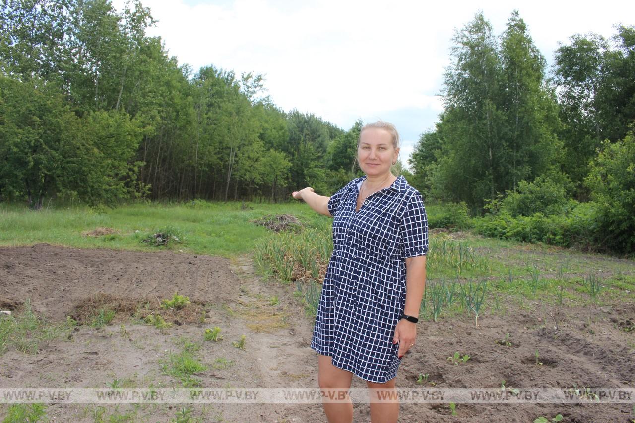 В микрорайоне Жилгородок города Пинска поселилась лиса