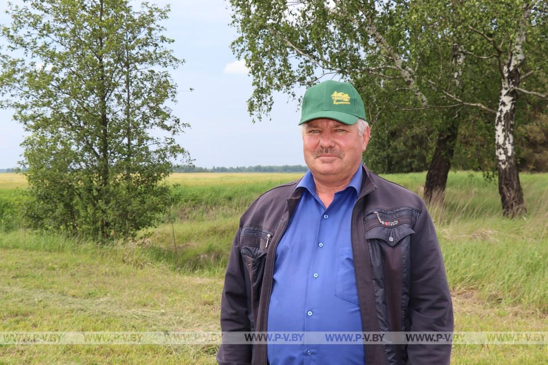 Сочный корм на стол бурёнкам