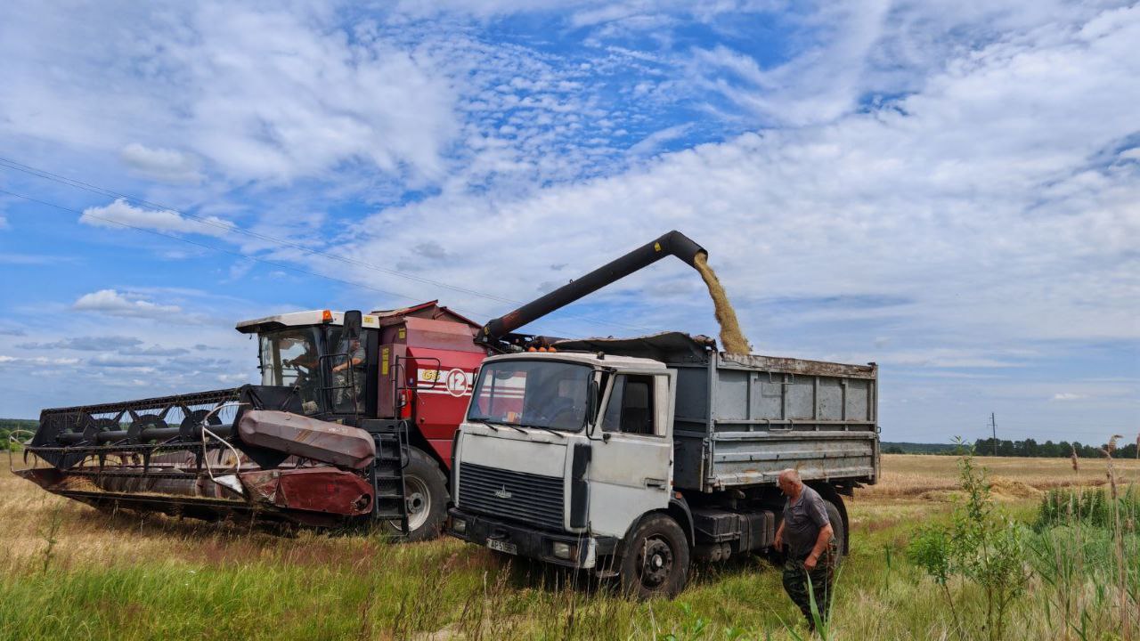 В Пинском районе началась жатва, но пока не массово