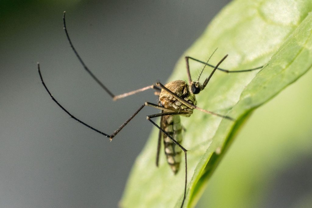 В Пинском и Ивацевичском районах зафиксированы смертельные укусы насекомых