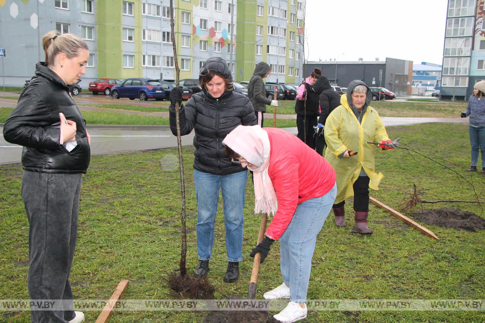 На республиканском субботнике высаживали деревья и убирали территории