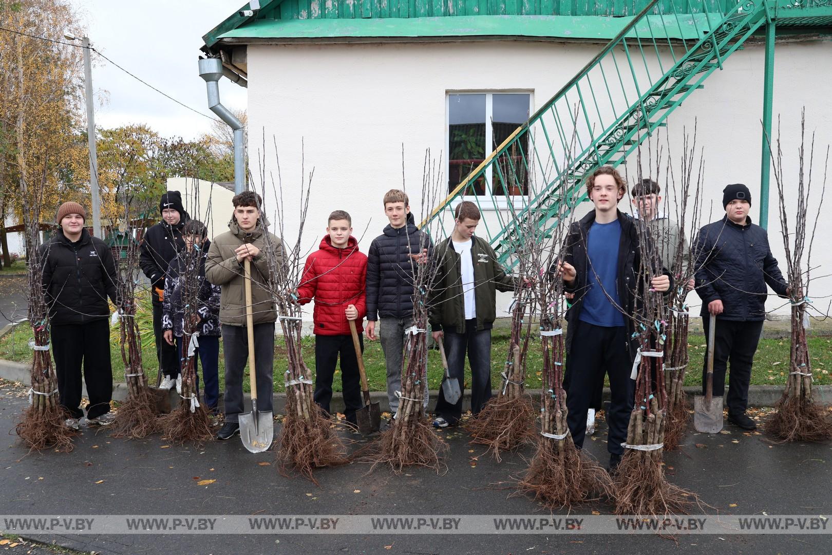 Яблоневый сад для постояльцев «Пины»