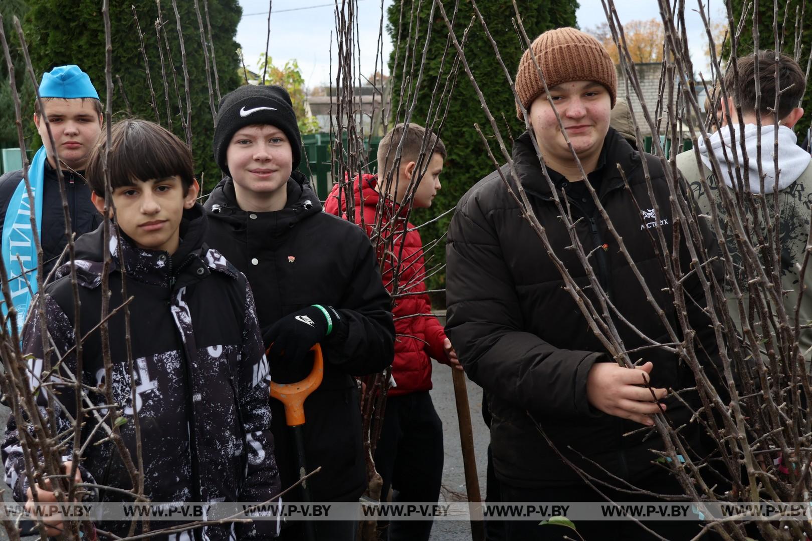 Яблоневый сад для постояльцев «Пины»