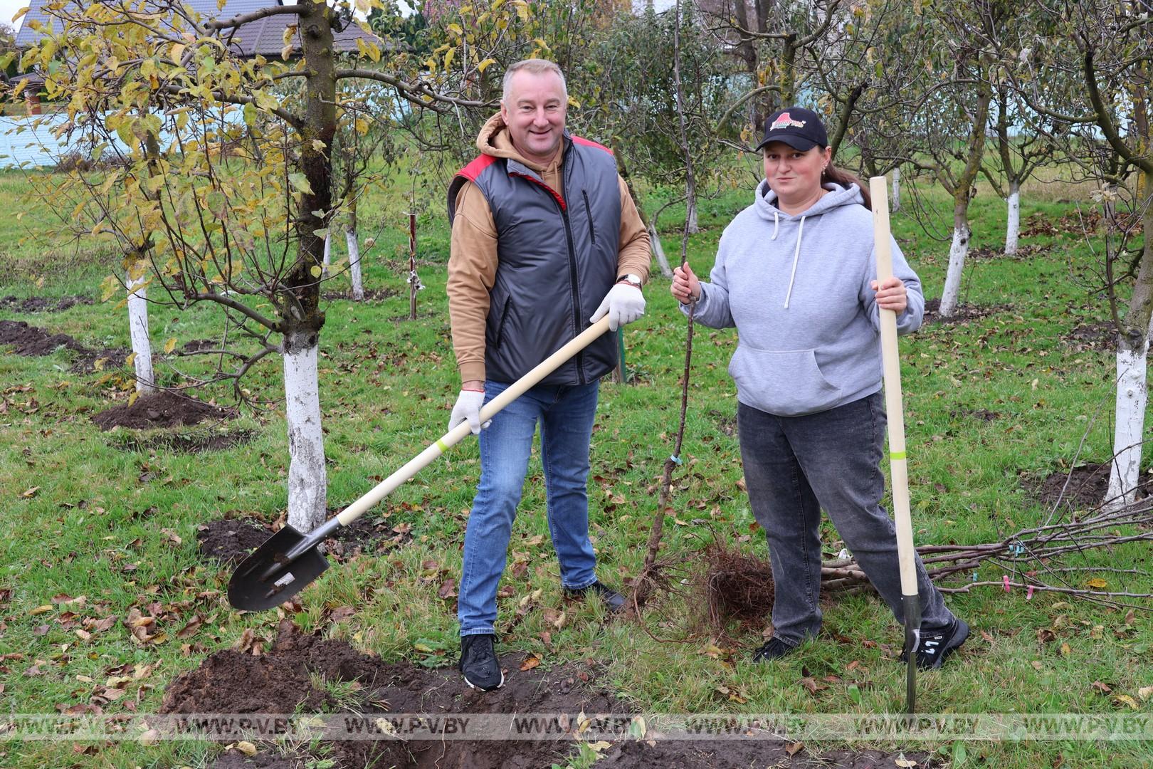 Яблоневый сад для постояльцев «Пины»