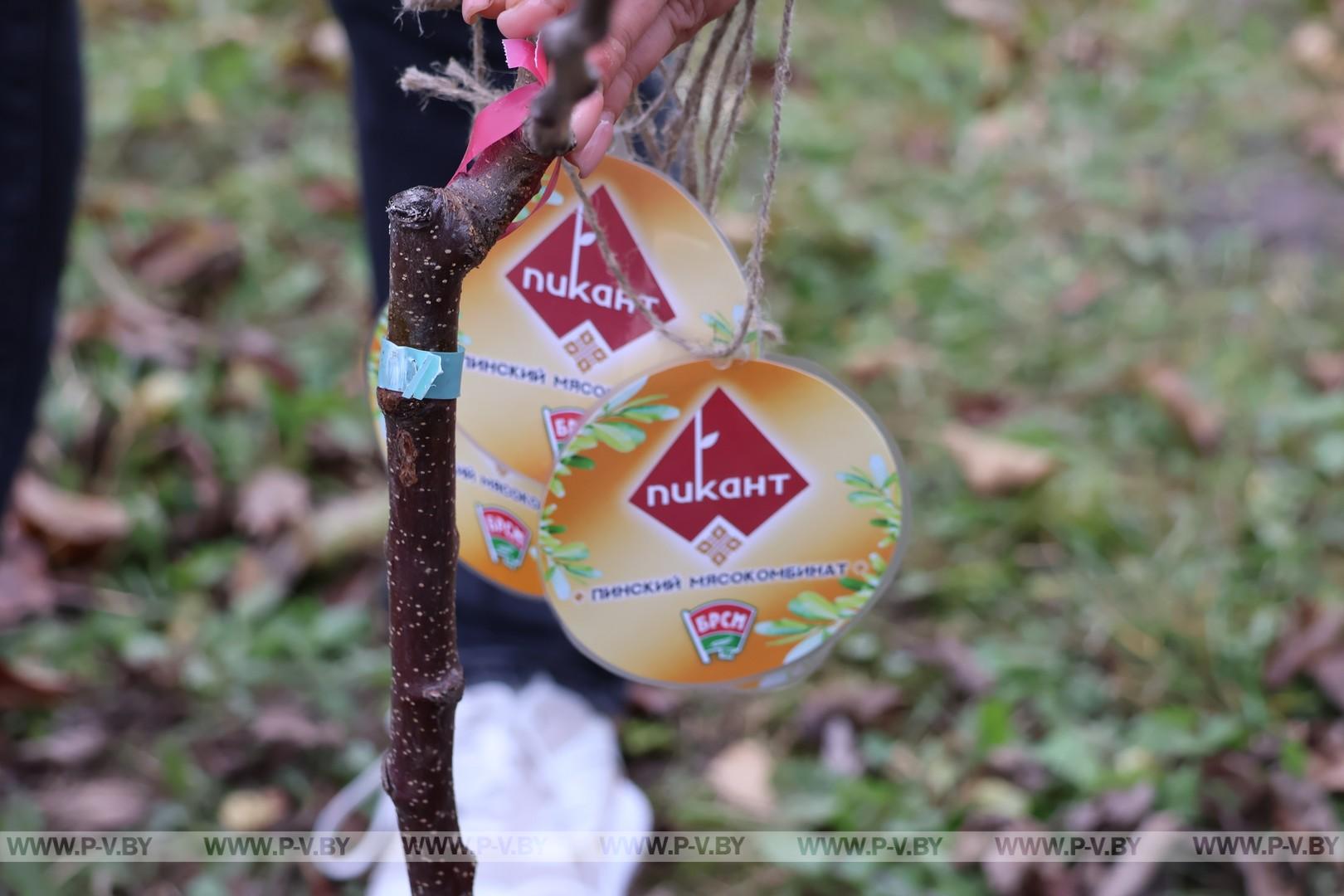 Яблоневый сад для постояльцев «Пины»