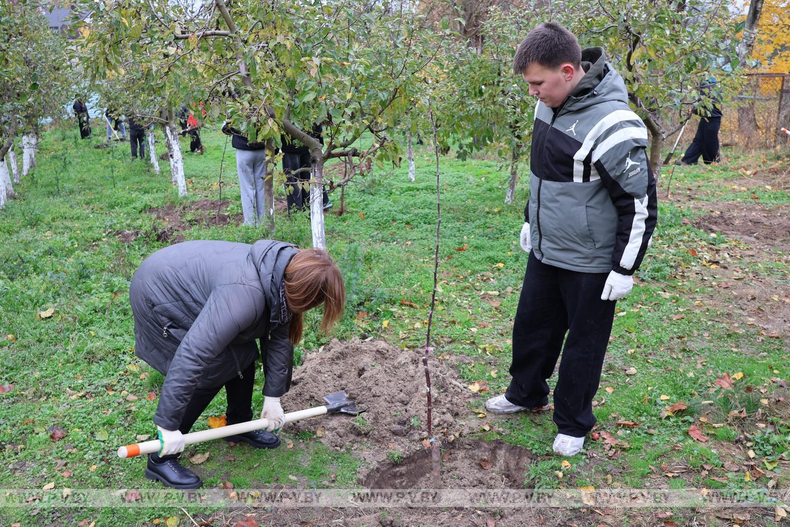 Яблоневый сад для постояльцев «Пины»