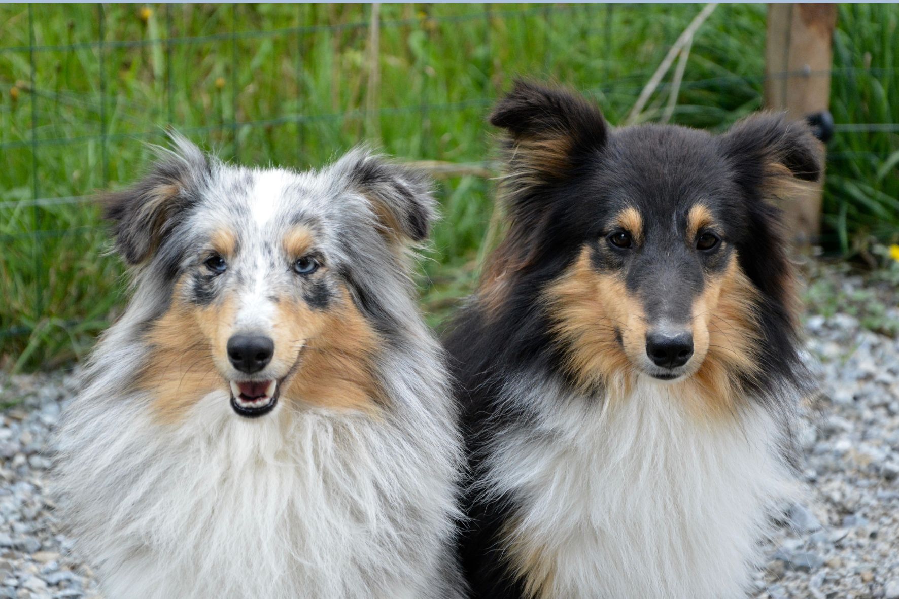 Сколько придется платить за собаку со следующего года? Узнали новые тарифы
