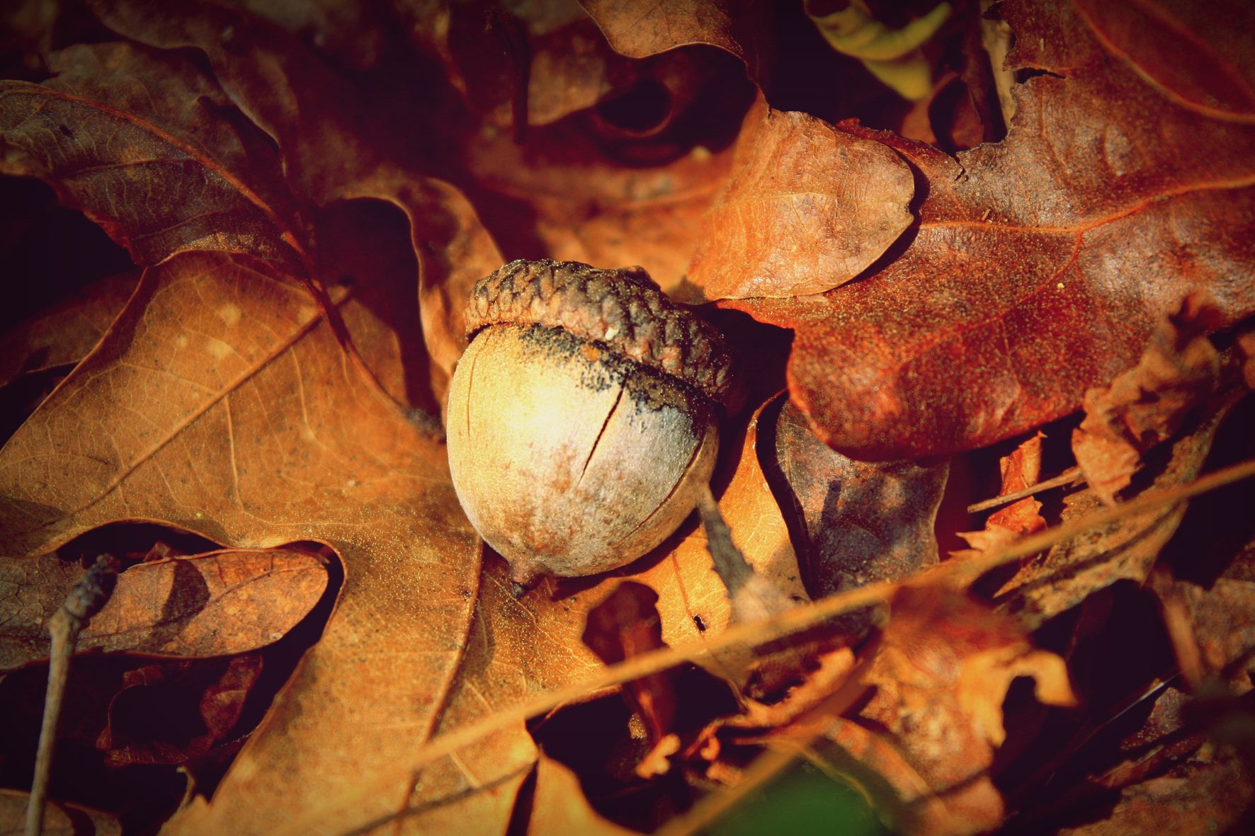 10 важных дел в саду в ноябре