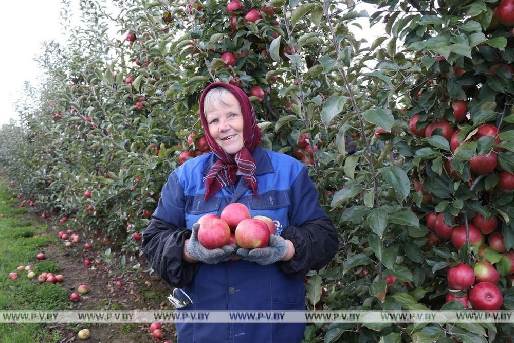 В Пинском районе подводят итоги аграрного сезона-2025: цифры и факты