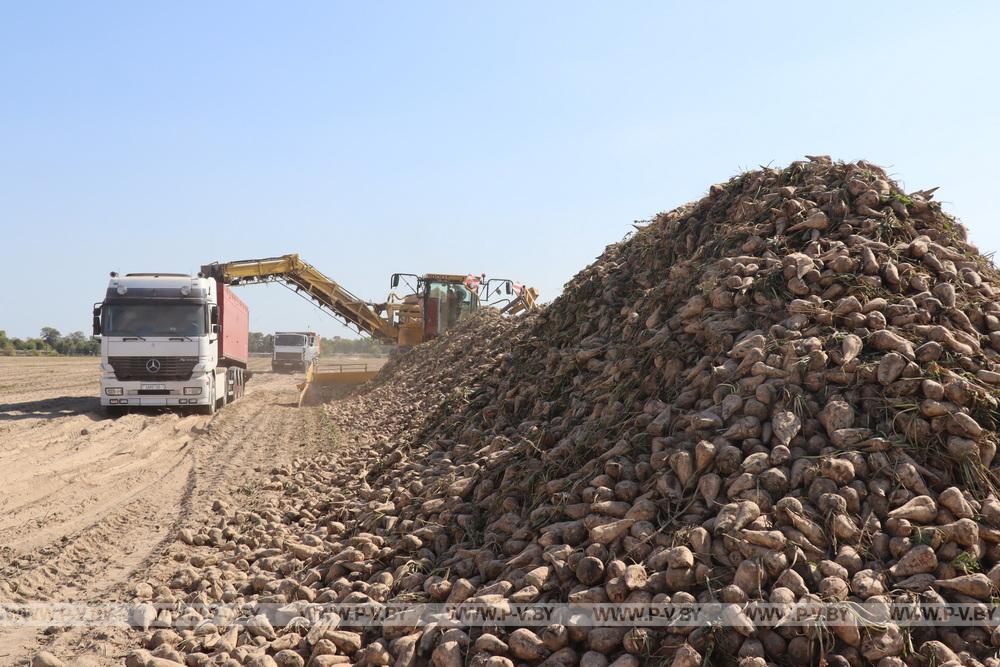 В Пинском районе подводят итоги аграрного сезона-2025: цифры и факты