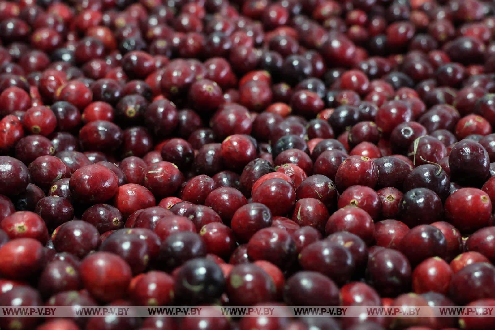 Полесская мозаика: как блогеры открывали для себя Пинщину